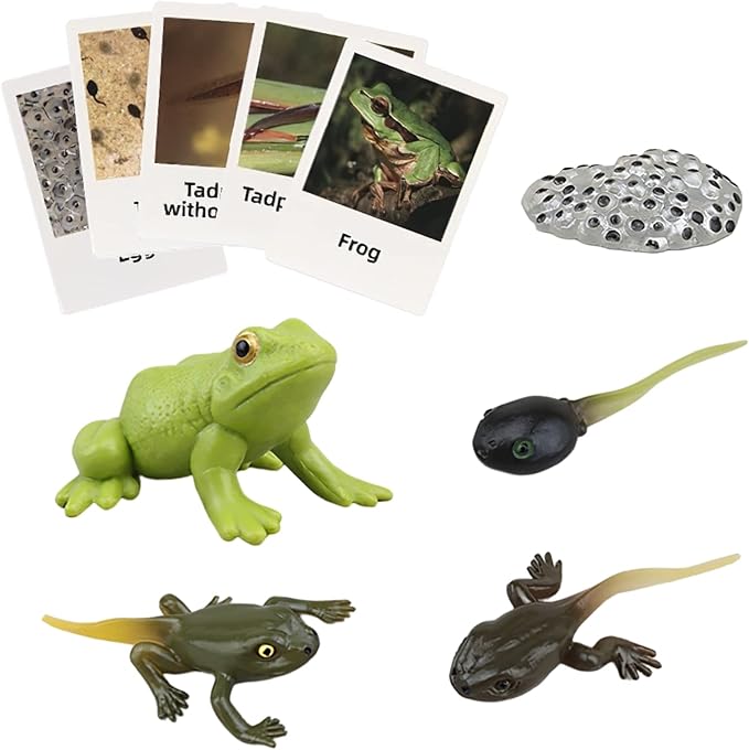 Montessori Frog Life Cycle with Flash Cards, Plastic Insects Tadpole to Frog Kit Toy, Realistic Animal Figurines
